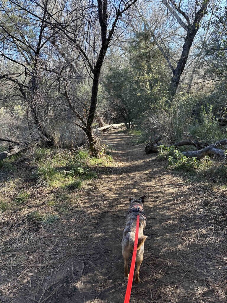 forested area of Granite Gardens trail