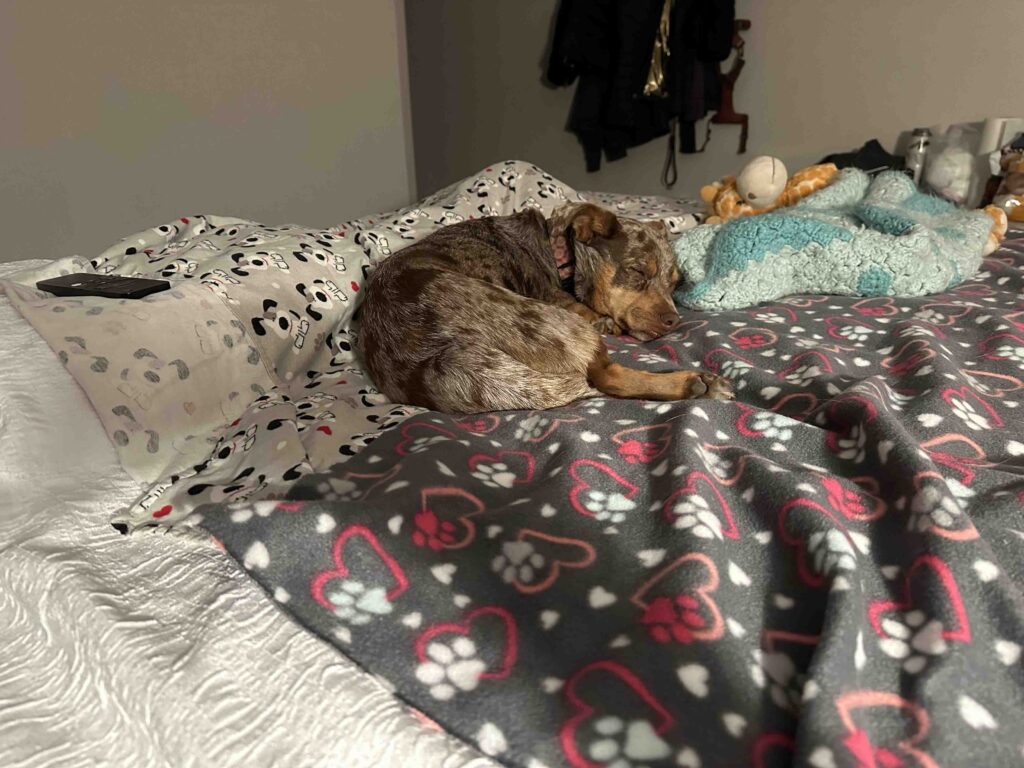 Sunny snoozing at the hotel in Prescott Arizona
