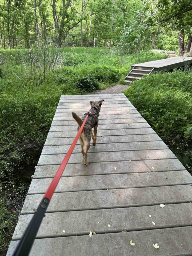 Over the platforms at Valley Water Mill Park