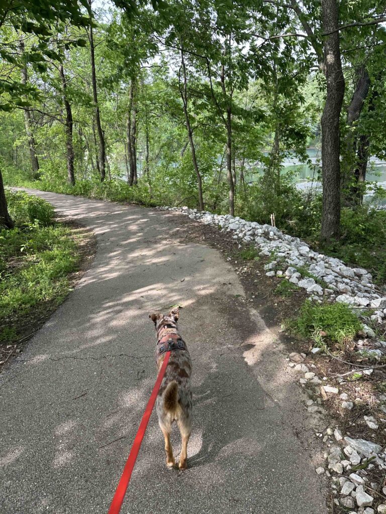 Sunny walking on the asphalt trail at valley water mill park