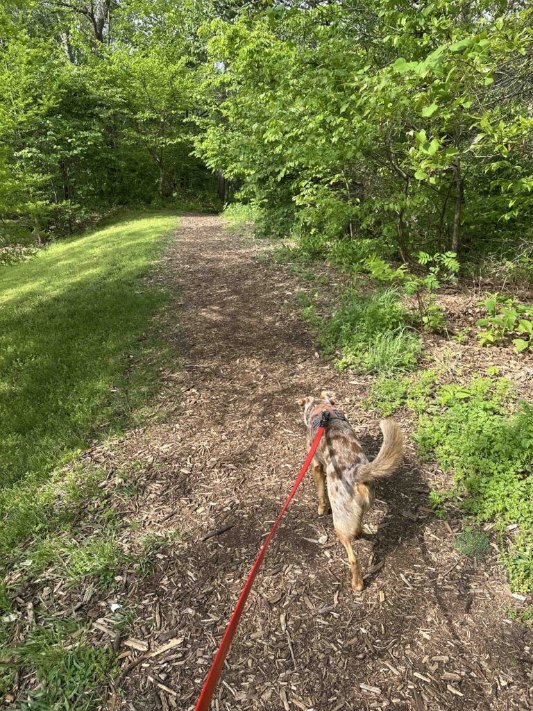 Sunny walking into the woods at Valley Water Mill Park
