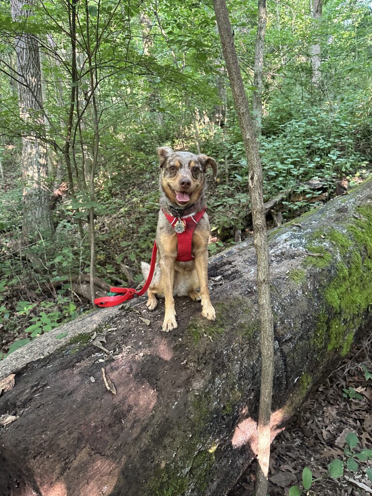 Sunny on our  early morning hike, all smiles on a log.