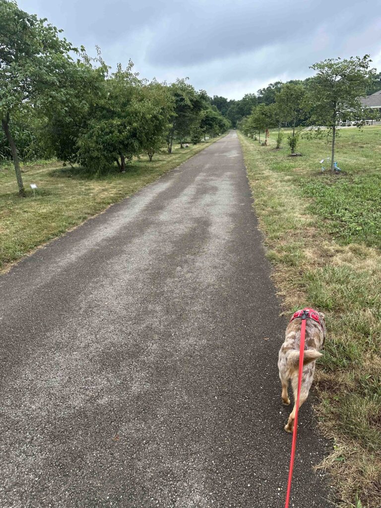 Memorial trees along the Wilbur Wright Trail