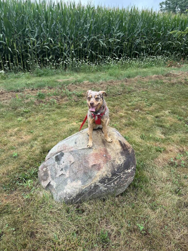 Sunny and the corn fields
