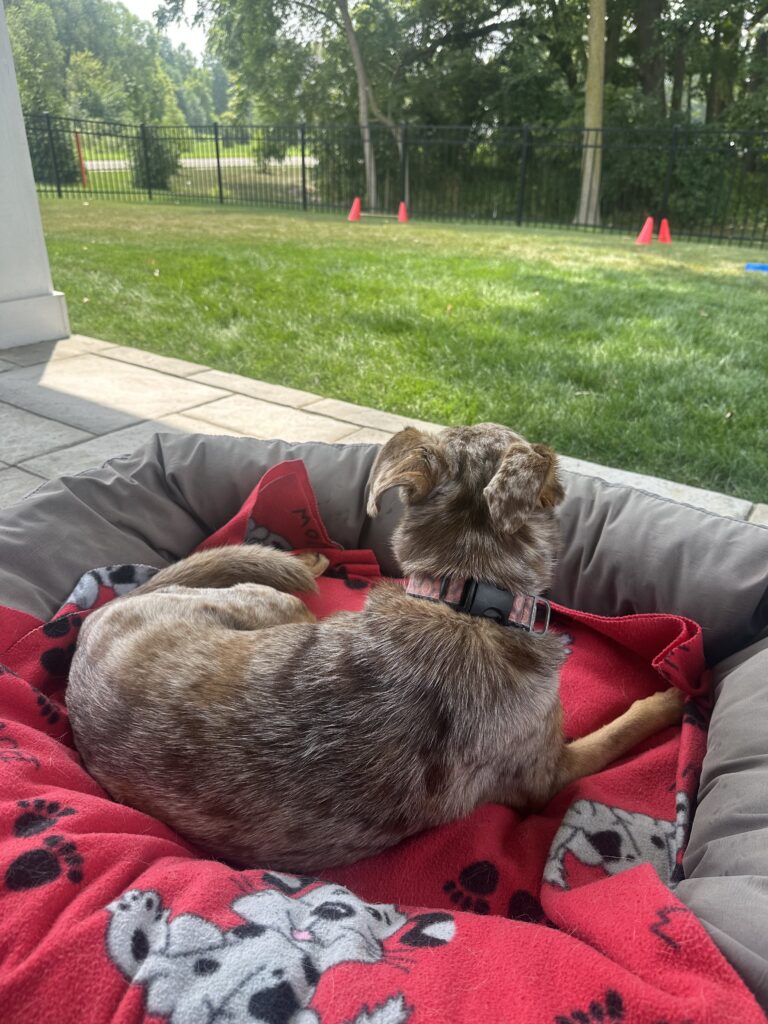 Sunny lounging in the backyard, monitoring the critters and checking out the agility equipment.