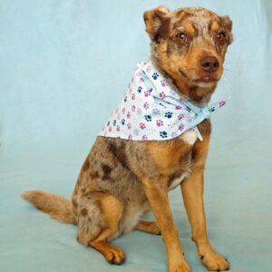Fabric Bandana – Blue Gingham Paws