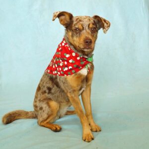 Fabric Bandana – Christmas Dots