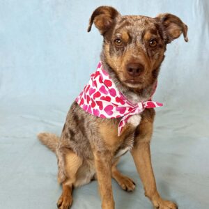 Fabric Bandana – Hearts on White