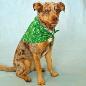 Fabric Bandana – Lucky Dog