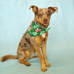 Fabric Bandana – Ornaments