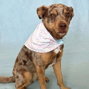 Fabric Bandana – Pastel Bones & Paws