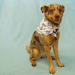 Fabric Bandana – Patriotic Paws