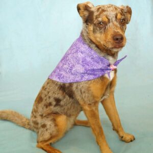 Fabric Bandana – Purple Butterflies & Flowers