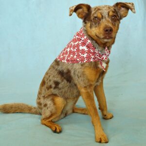 Fabric Bandana – Red Candies