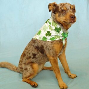 Fabric Bandana – Shamrock