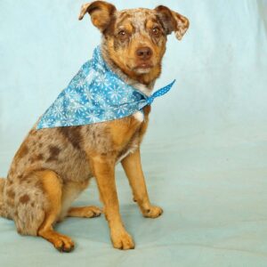 Fabric Bandana – Snowflakes on Blue
