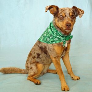 Fabric Bandana – Snowflakes on Green