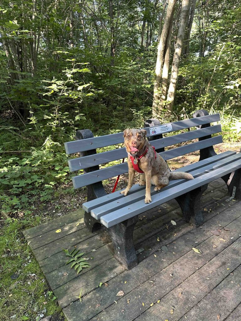 Sunny posing on a bench