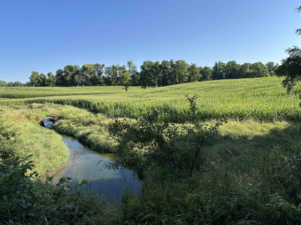 cornfield on Fishing Line Trail in Kendallville