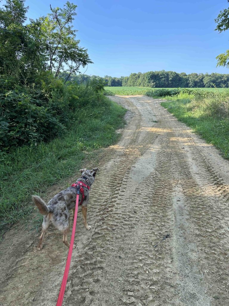 tractor crossing