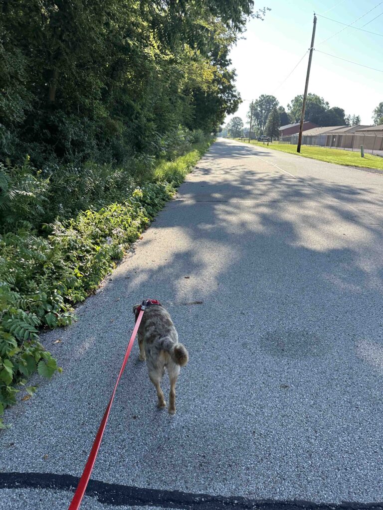 Sunny walking on the road