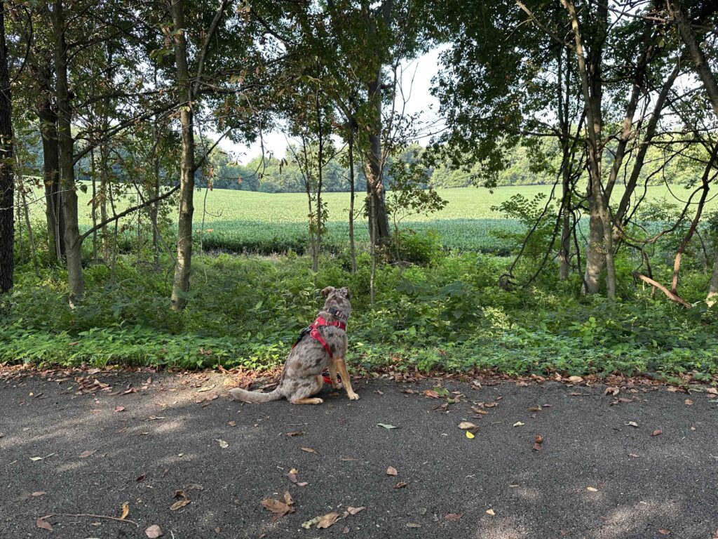 Sunny looking at the cornfield on the Fishing Line Trail