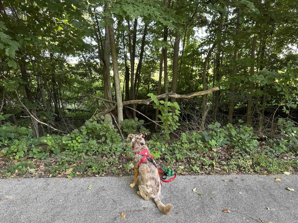 Sunny checking out the creek and cornfield