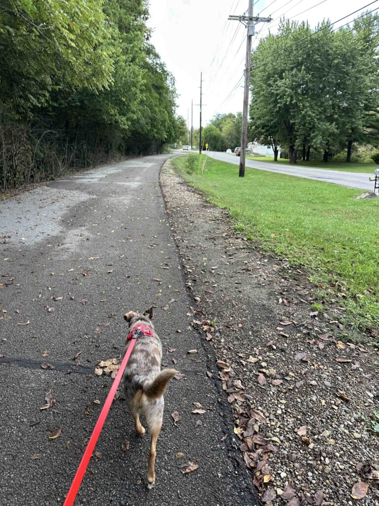 walking on the trail near the homes