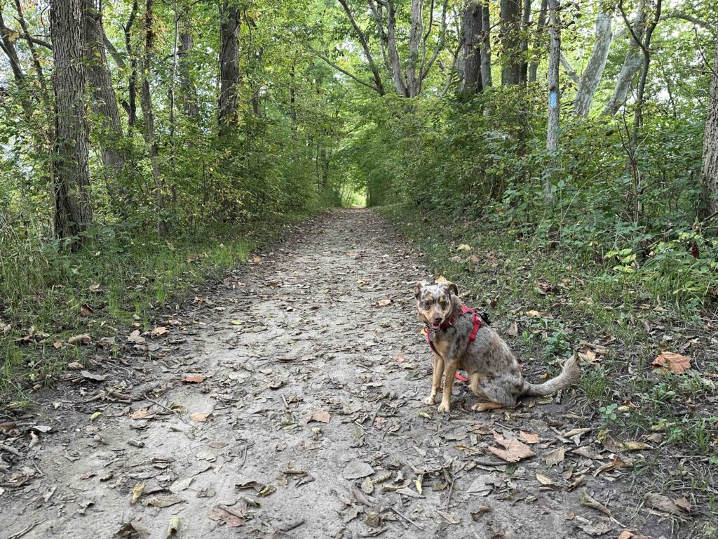 Sunny on the towpath trail