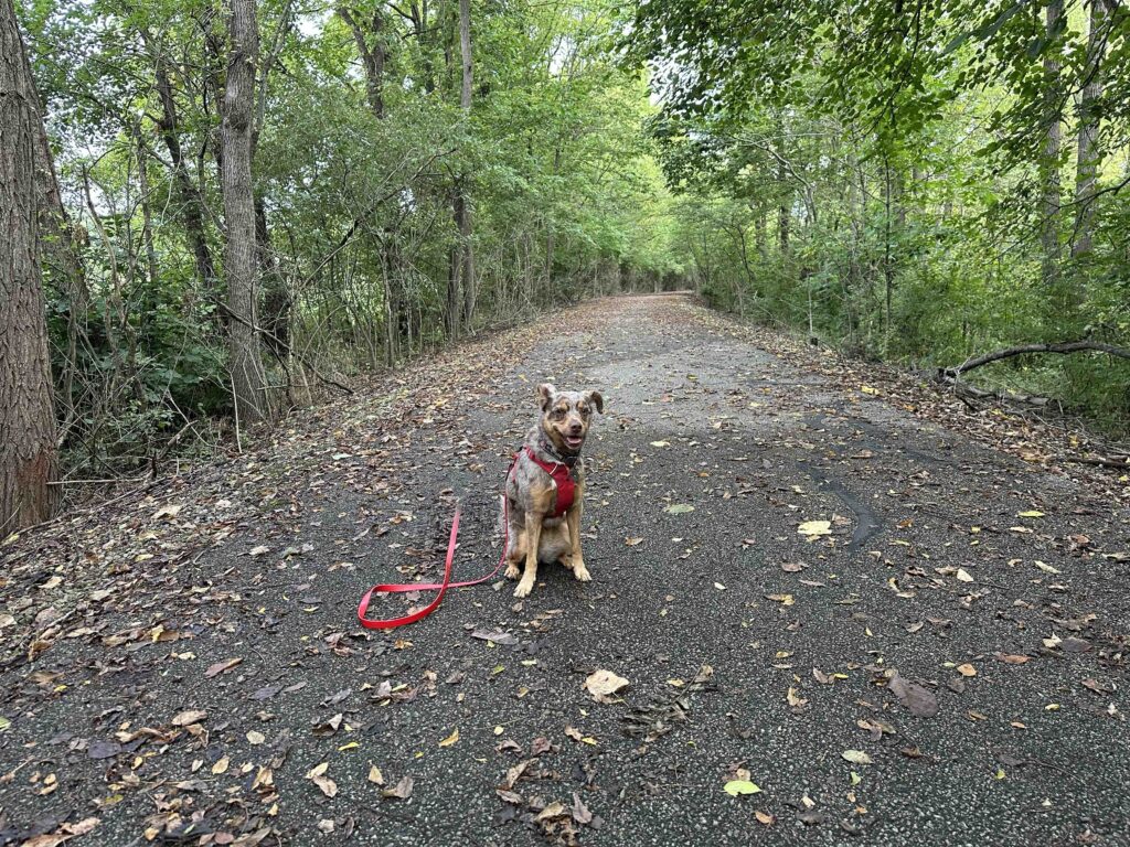 Sunny on the Nickel Plate Trail
