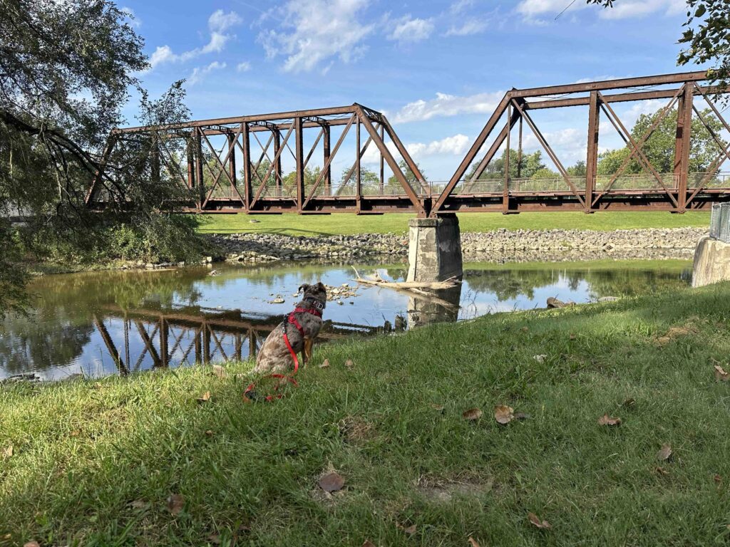 looking back at the bridge and white river