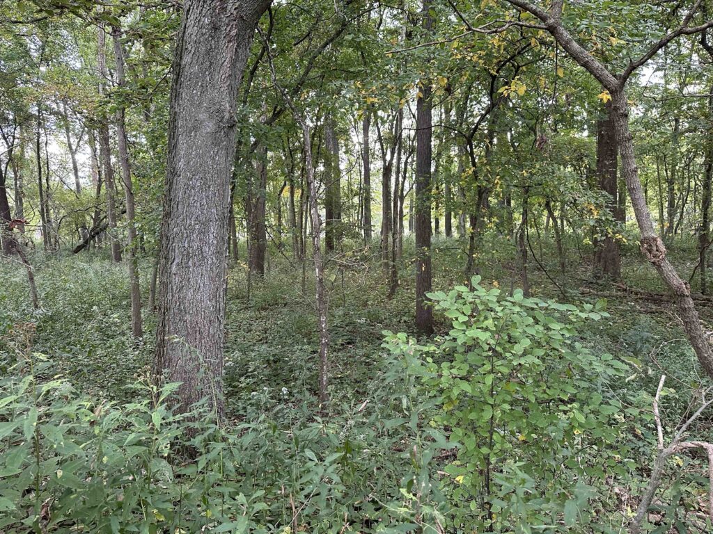 the dense woods on the towpath