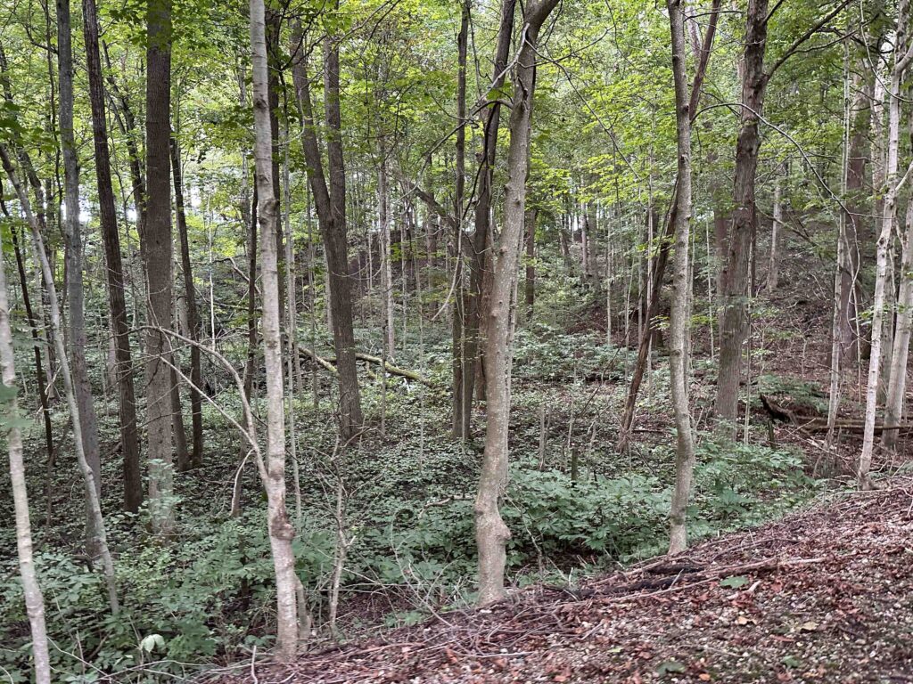 view of the woods