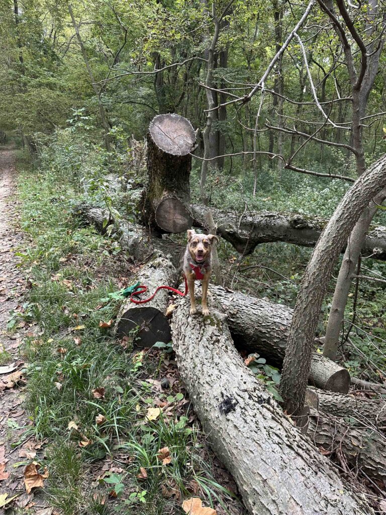 dog on a log