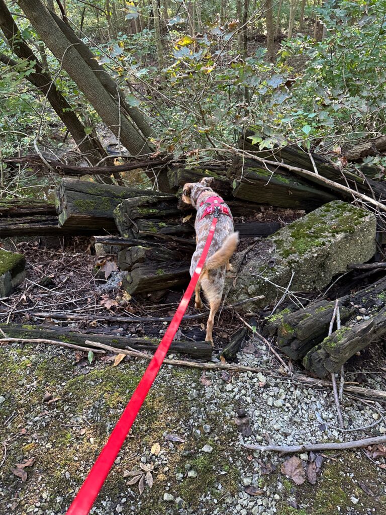 exploring a pile of logs