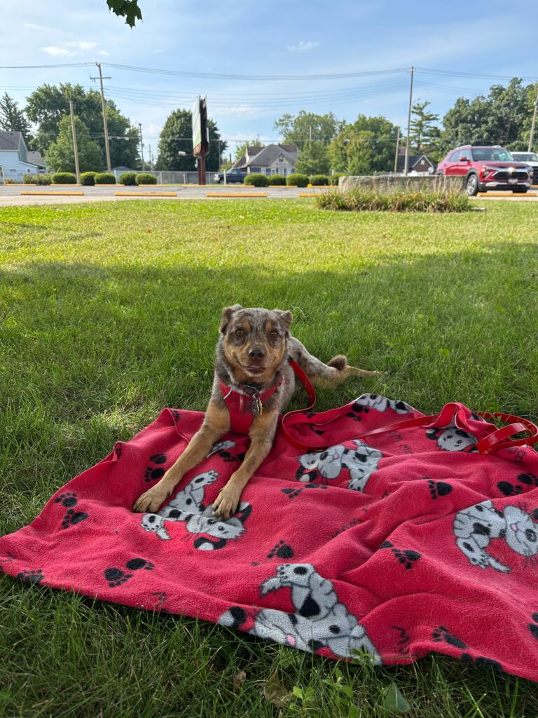 resting on the lawn at the Muncie Depot