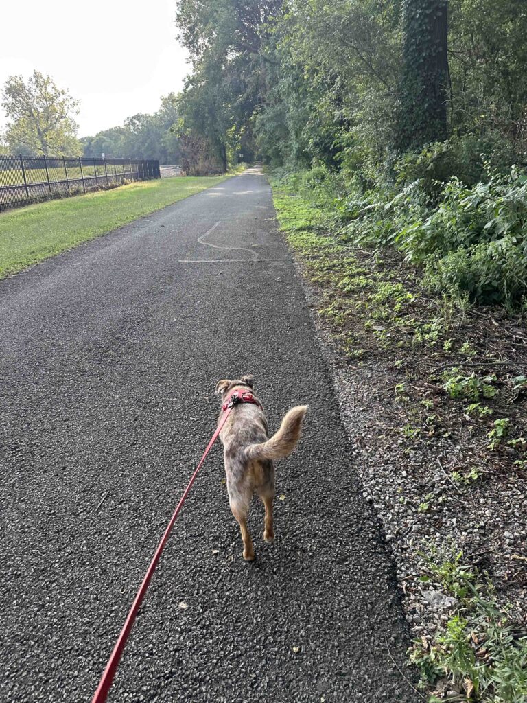 on the Cardinal Greenway trail