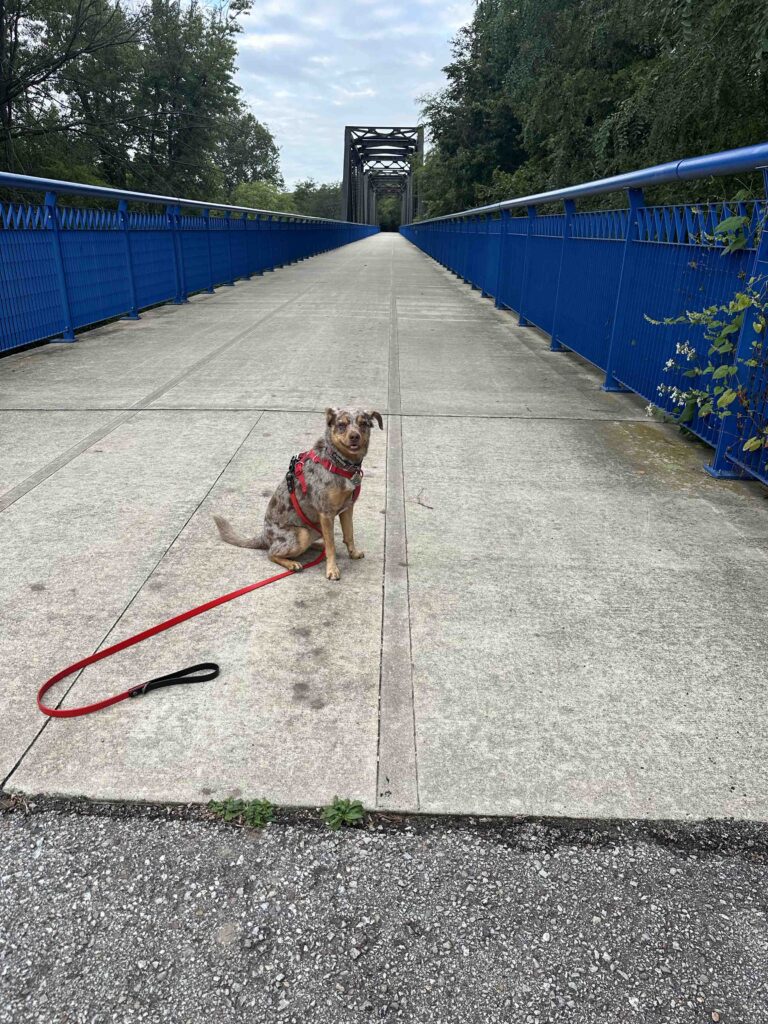 Sunny on the Wabash River Trestle Bridge