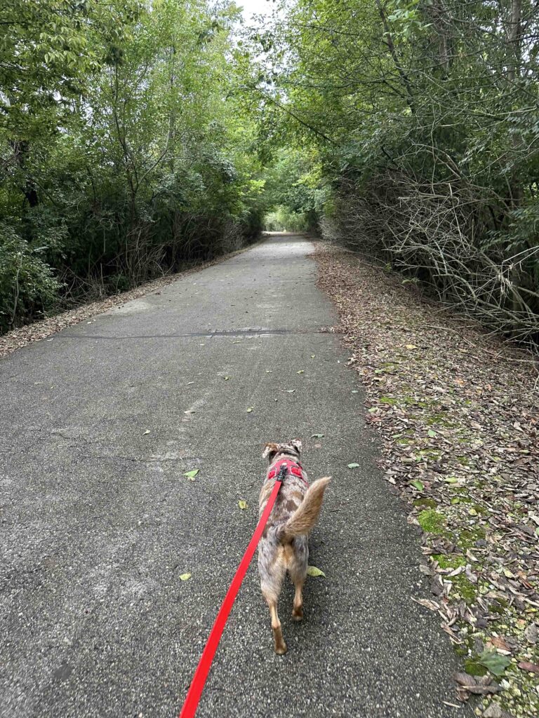 Nickel Plate trail after the trestle bridge