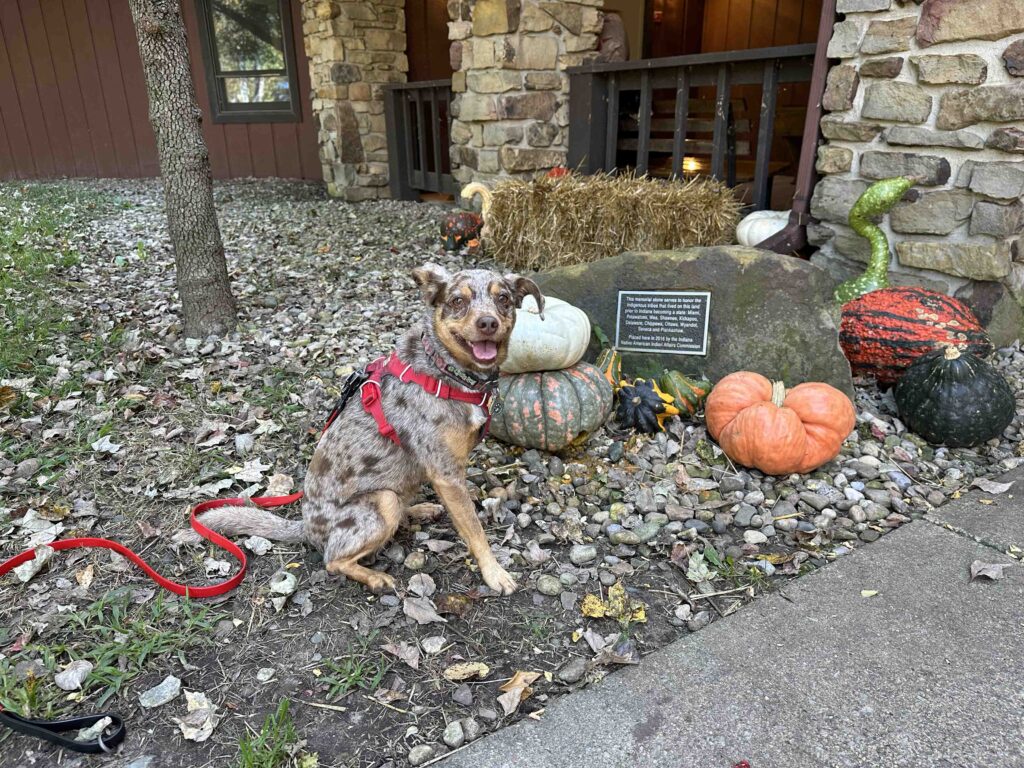 Sunny in front of nature center's fall display