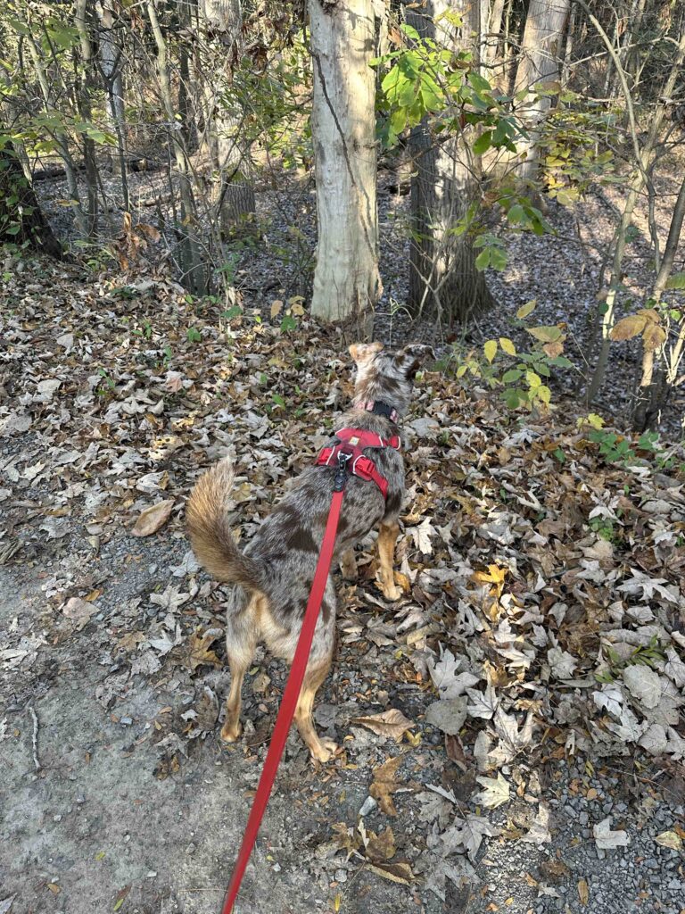 great squirrel hunter