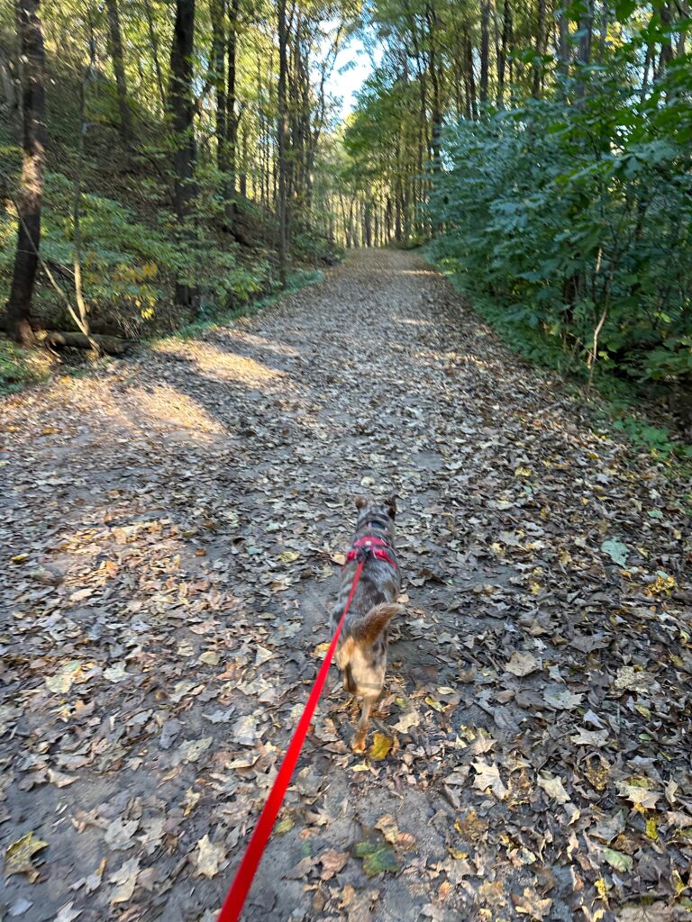 on the trail