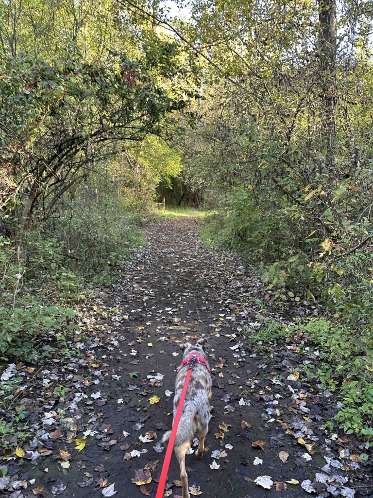 on the trail at Potato Creek State Park