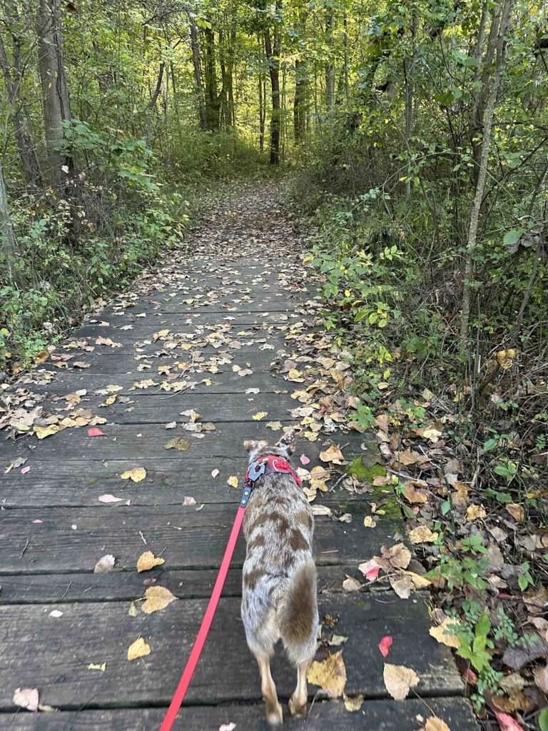 on the boardwalk on trail 1