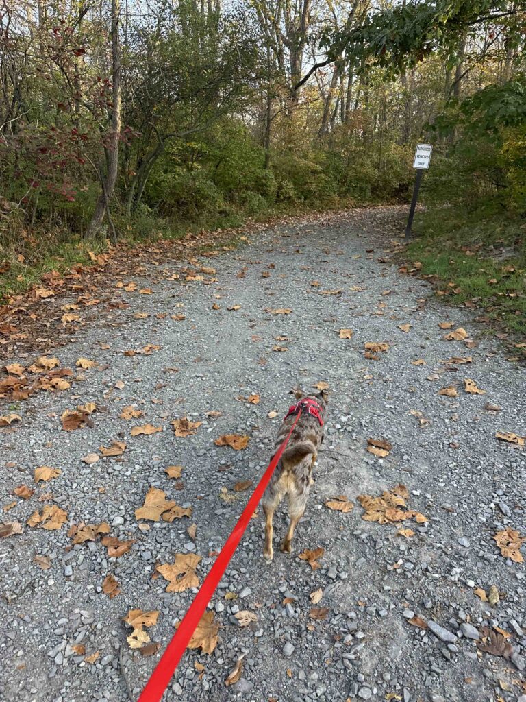 on the connector trail from Bend View Metropark