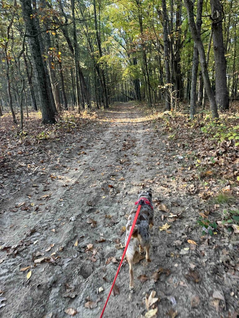 into the woods