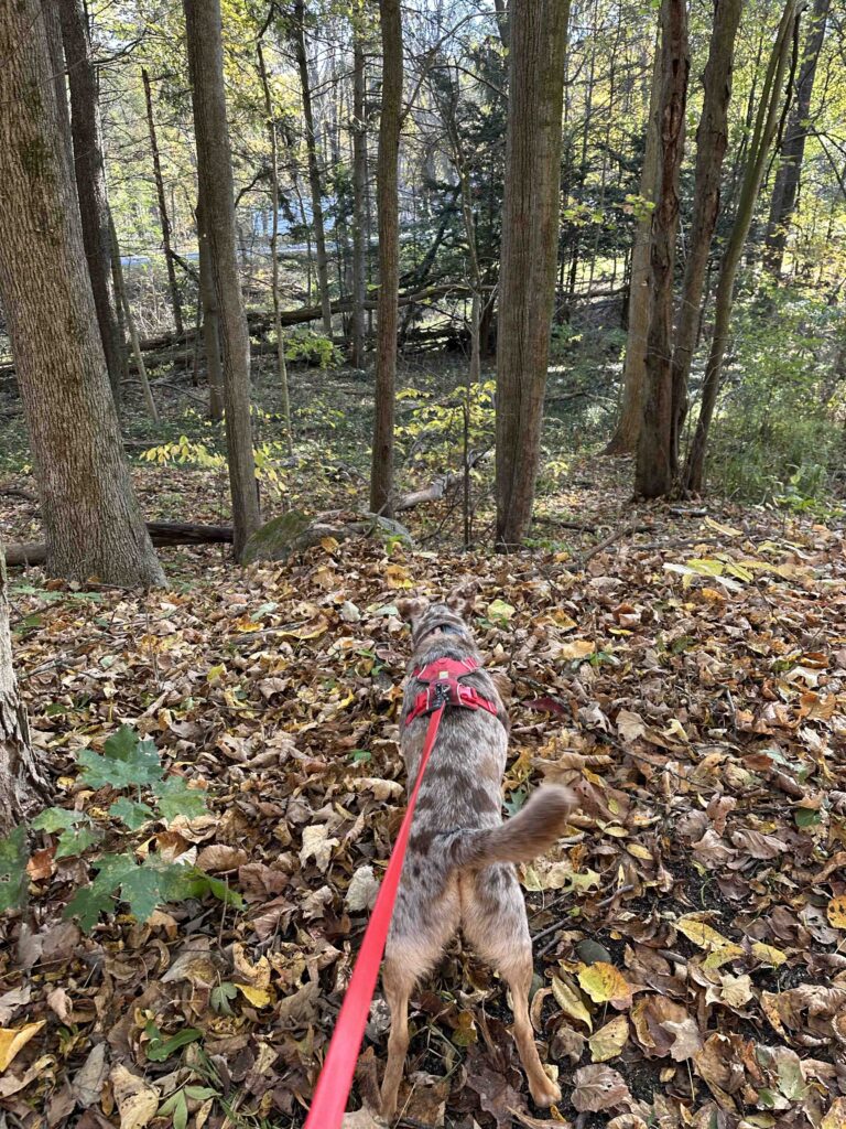 squirrel hunting