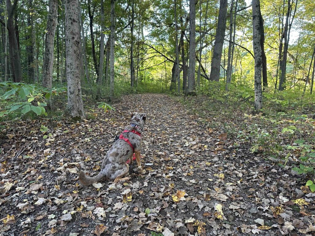 in the woods at Potato Creek State Park