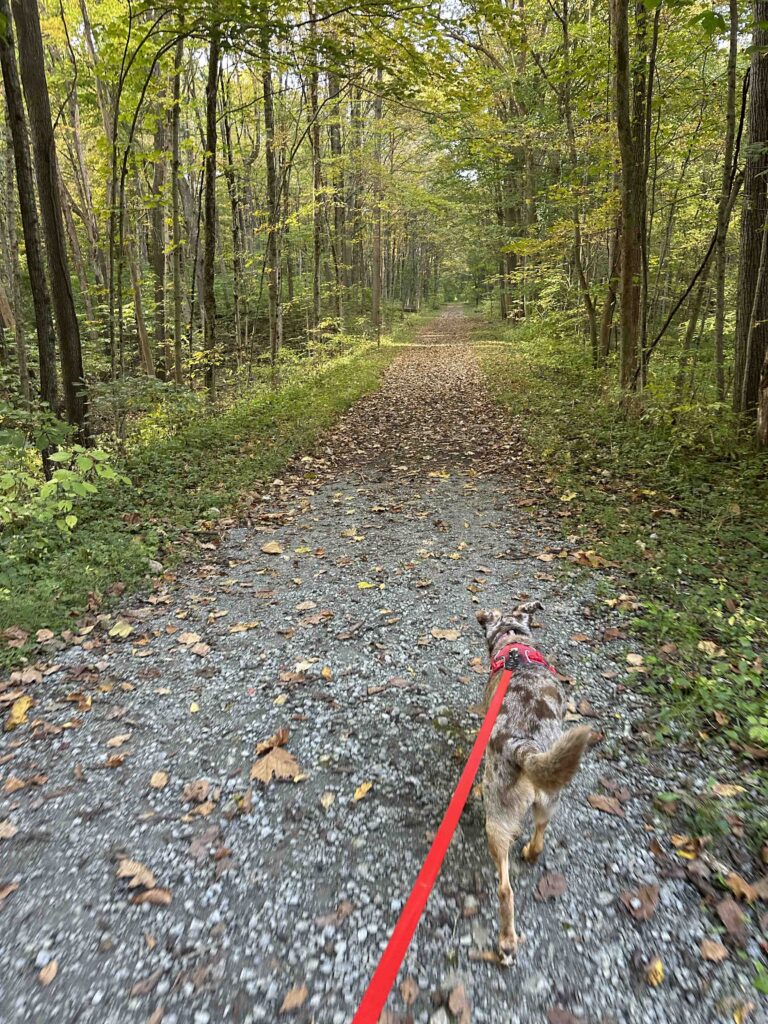on the connector trail