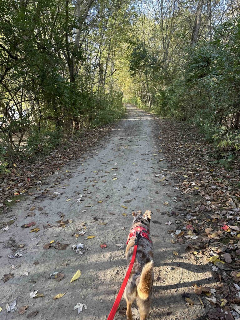 on the trail